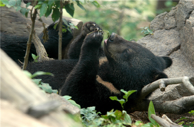 반달가슴곰. <국립공원공단 제공>
